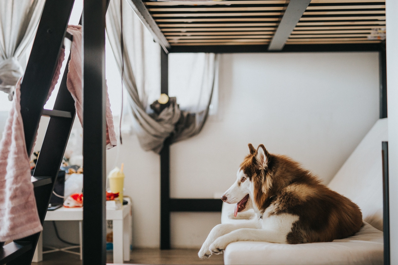 台中寵物住宿前說明