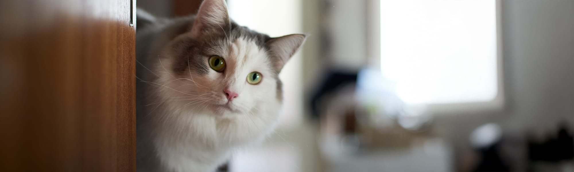 中島生活｜中部日常必備指南書